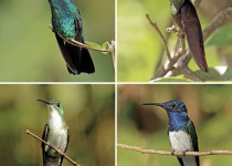 Blue-chinned Sapphire