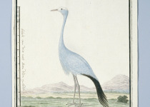 Blue Crane