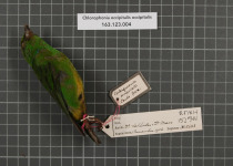 Blue-crowned Chlorophonia