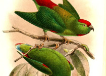 Blue-crowned Hanging Parrot