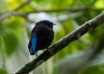 Blue-crowned Manakin