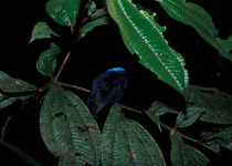 Blue-crowned Manakin