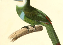 Blue-crowned Motmot