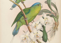 Blue-crowned Racket-tail