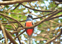 Blue-crowned Trogon