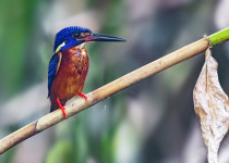 Blue-eared Kingfisher
