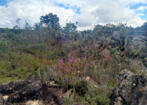 Blue-eyed Ground Dove