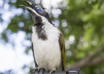 Blue-faced Honeyeater
