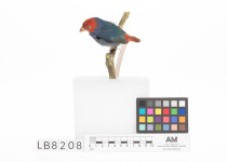 Blue-faced Parrotfinch