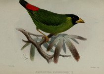 Blue-faced Parrotfinch