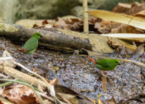 Blue-faced Parrotfinch