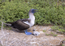 Blue-footed booby