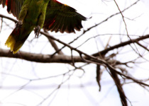 Blue-fronted Amazon