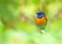 Blue-fronted Redstart