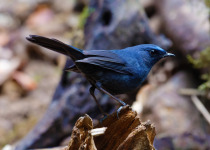 Blue-fronted Robin