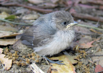 Blue-gray Gnatcatcher