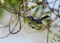 Blue-gray Gnatcatcher