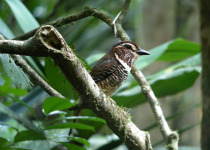 Blue-headed Crested Flycatcher