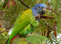 Blue-headed Parrot