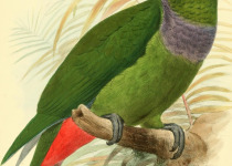 Blue-headed Parrot