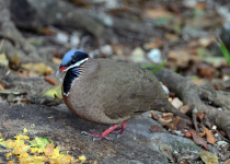 Blue-headed Quail-Dove