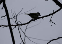 Blue-headed Vireo