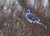 Blue Jay