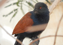 Blue Malkoha