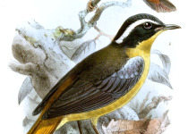 Blue-mantled Crested Flycatcher