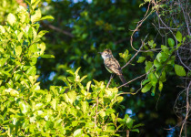 Blue-mantled Crested Flycatcher