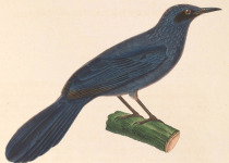 Blue Mockingbird