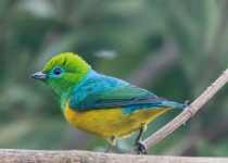 Blue-naped Chlorophonia