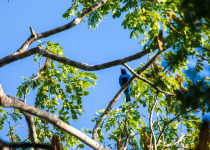 Blue-naped Chlorophonia