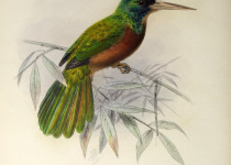 Blue-necked Jacamar