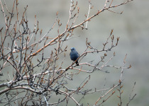 Blue Rock Thrush