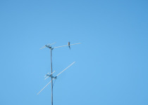 Blue-tailed Bee-eater