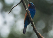Blue-tailed Bee-eater