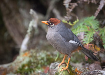 Blue-throated Barbet