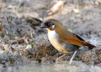 Blue-throated Barbet