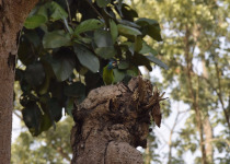 Blue-throated Barbet