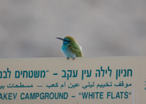 Blue-throated Bee-eater