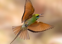 Blue-throated Bee-eater