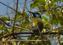 Blue-throated Brown Sunbird