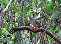 Blue-throated Hillstar