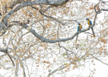 Blue-throated Macaw