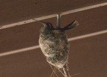 Blue-throated Mountain-gem