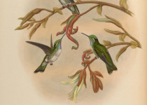 Blue-throated Mountain-gem