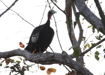 Blue-throated Piping Guan