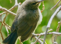 Blue-throated Sunbird