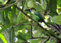 Blue-throated Toucanet